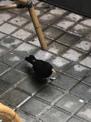 Turdus merula