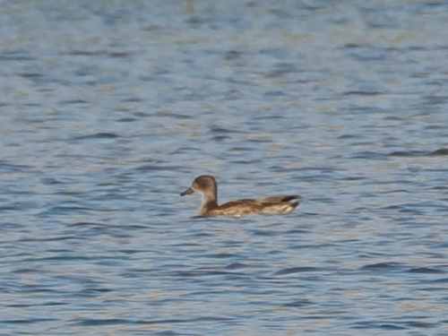 Falcated Duck