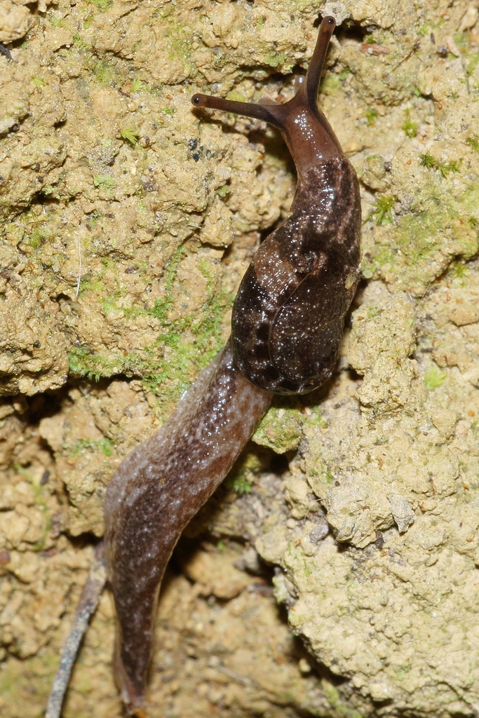 Otoconcha dimidiata