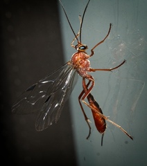 Tryphoninae