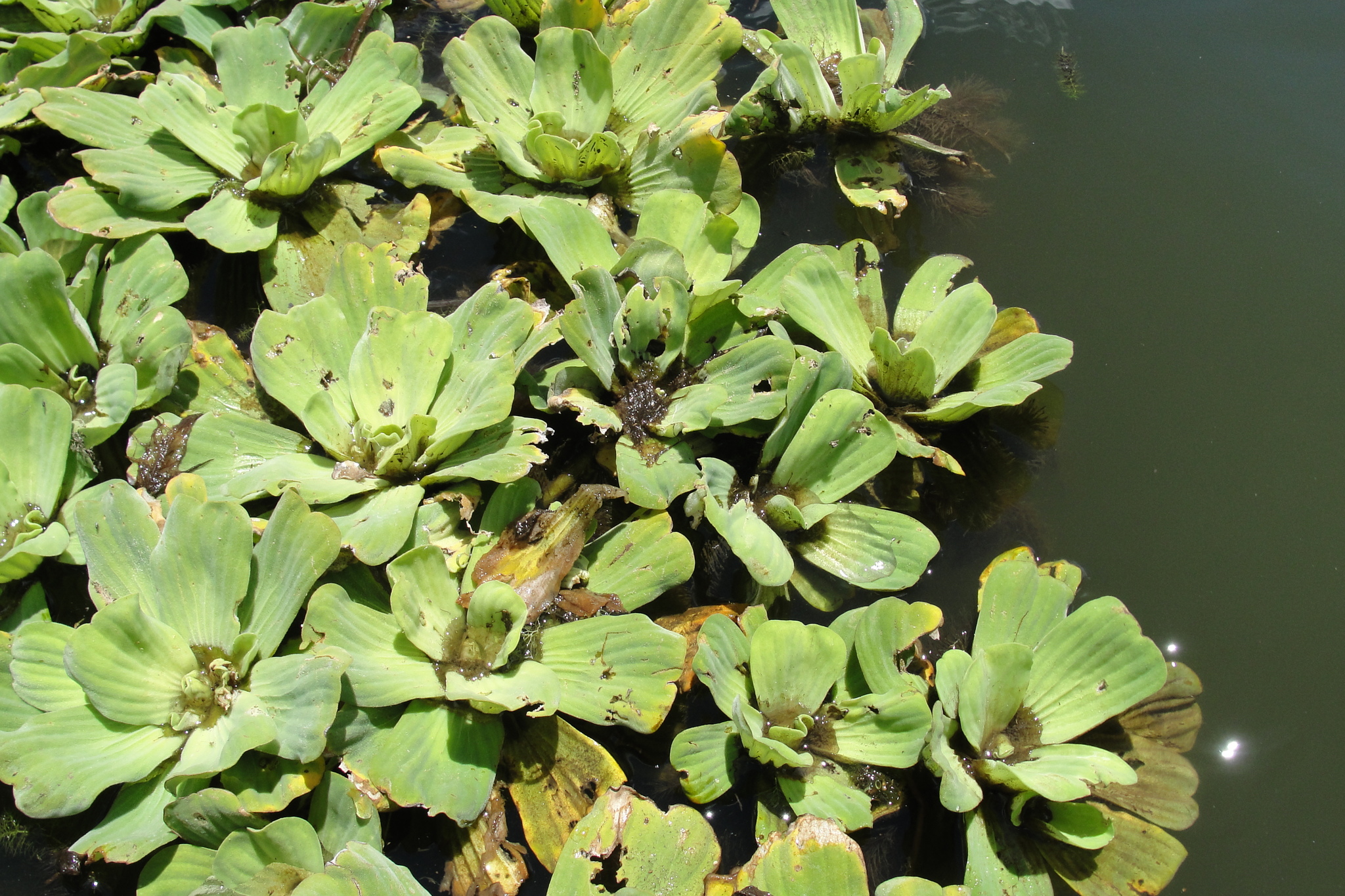 Pistia stratiotes