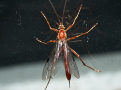 Tryphoninae