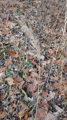 Elymus villosus
