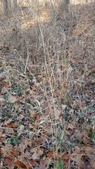 Elymus villosus