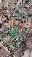 Elymus villosus