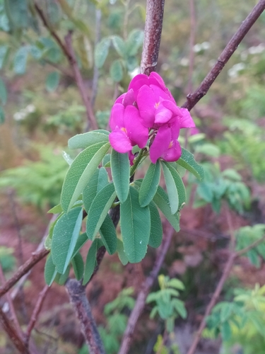Balloonpod Redkeur (Hypocalyptus coluteoides)