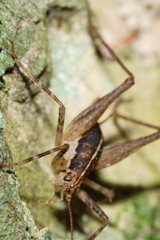 Pleioplectron hudsoni