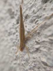 Oecanthus bilineatus