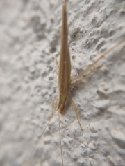 Oecanthus bilineatus