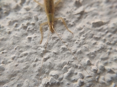 Oecanthus bilineatus