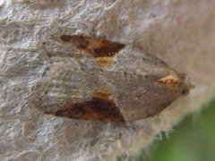 Acleris laterana