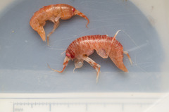 Eusirus cuspidatus