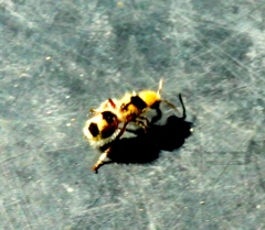 Dasymutilla monstrosa