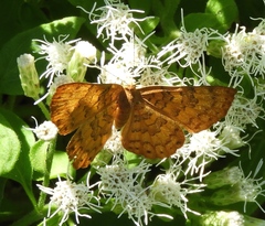 Emesis vulpina