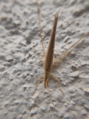 Oecanthus bilineatus