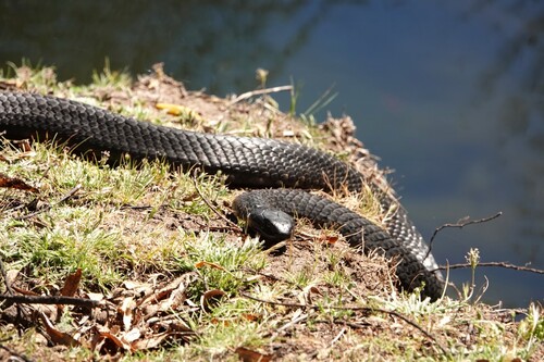 Tiger Snake sighting