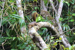 Sciurus aestuans ingrami