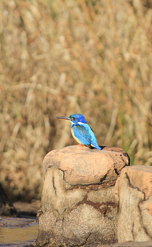 iNaturalist: (c) Kenna Twiggs, some rights reserved (CC BY-NC), uploaded by Kenna Twiggs iNaturalist image