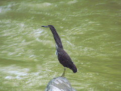 Tigrisoma fasciatum