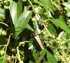 Sphaenothecus argenteus