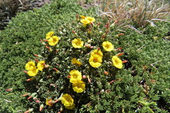 Oxalis cinerea