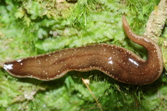 Australopacifica spectabilis