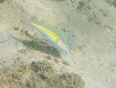 Stethojulis strigiventer