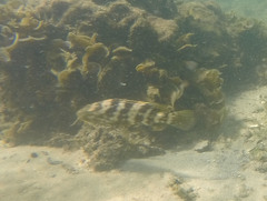 Epinephelus coioides