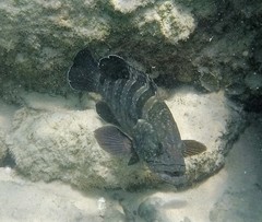 Epinephelus daemelii