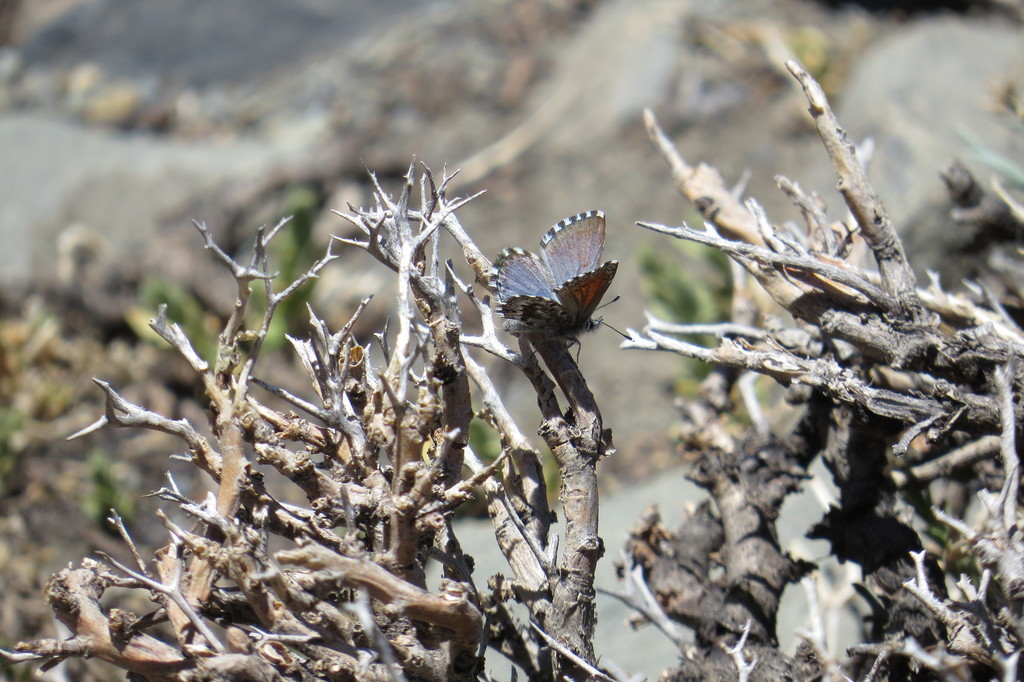 Pseudolucia grata