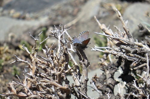 Pseudolucia grata