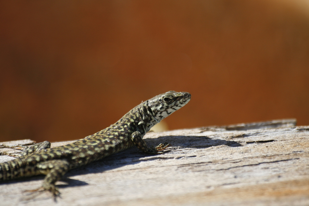 Podarcis muralis muralis