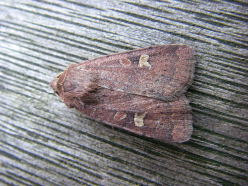 Square-spot Rustic photo 3