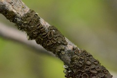 Melanohalea septentrionalis