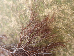 Odonthalia