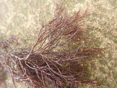 Odonthalia