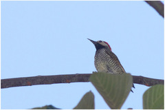 Colaptes atricollis