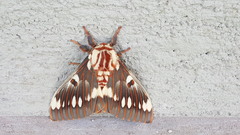 Citheronia splendens