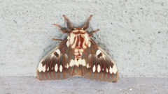 Citheronia splendens