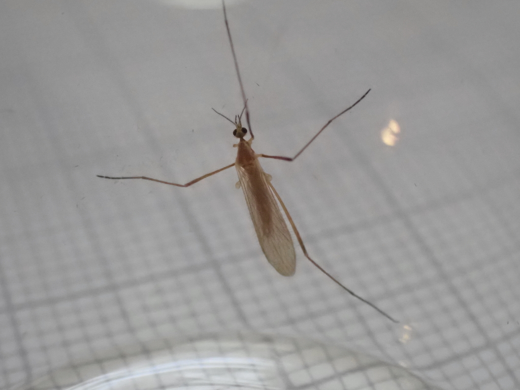 Molophilus griseus