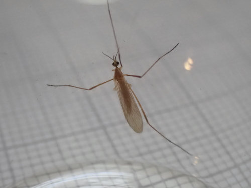 Molophilus griseus