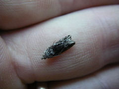 Epinotia nisella