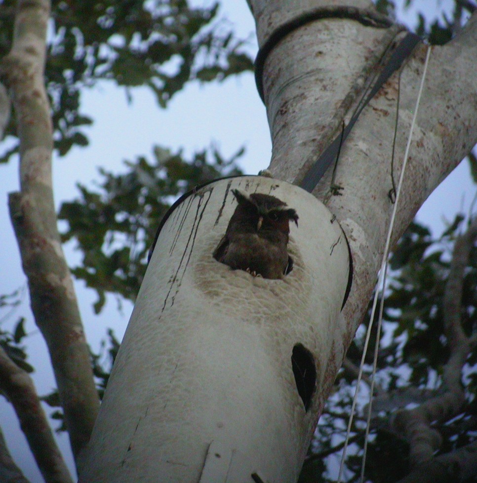 Crested Owl (Lophostrix cristata)