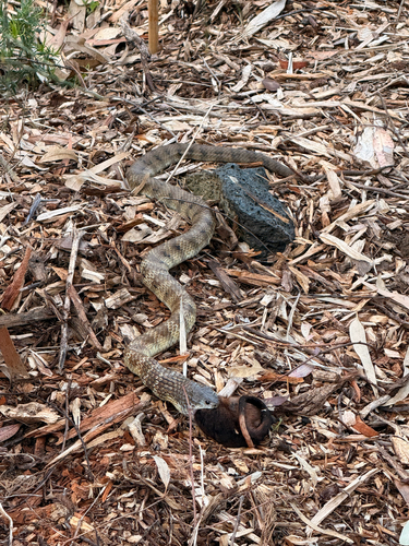 Tiger Snake sighting