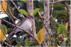Turdus maranonicus