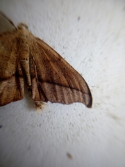 Sarisa muriferata