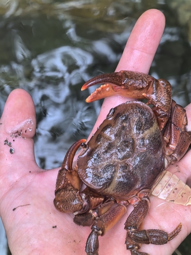 Sinopotamon pingshanense