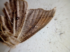 Sarisa muriferata