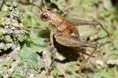 Pleioplectron hudsoni