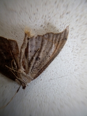 Sarisa muriferata